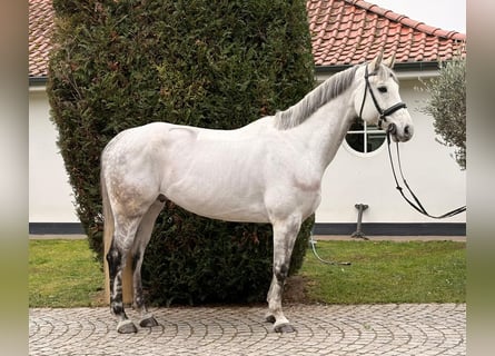 Duits sportpaard, Ruin, 10 Jaar, 170 cm, Appelschimmel