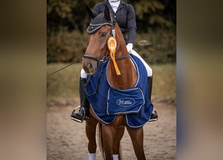 Duits sportpaard, Ruin, 10 Jaar, 172 cm, Vos