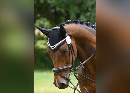 Duits sportpaard, Ruin, 11 Jaar, 165 cm, Donkerbruin