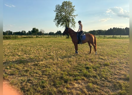 Duits sportpaard, Ruin, 11 Jaar, 168 cm, Vos
