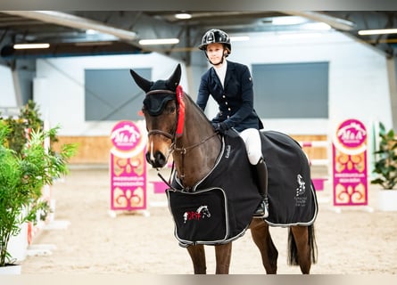 Duits sportpaard, Ruin, 11 Jaar, 171 cm, Donkerbruin