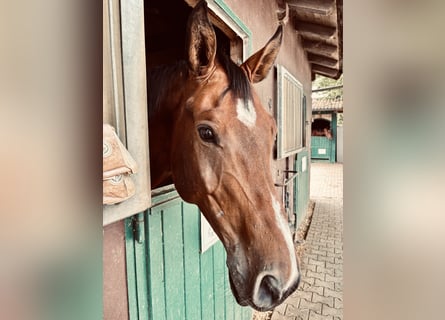 Duits sportpaard, Ruin, 11 Jaar, 172 cm, Bruin