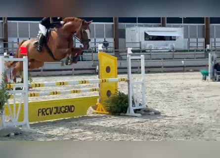 Duits sportpaard, Ruin, 11 Jaar, 172 cm, Donkere-vos