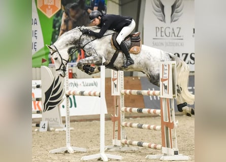 Deutsches Sportpferd, Wallach, 11 Jahre, 172 cm, Schimmel