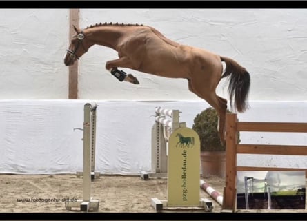 Duits sportpaard, Ruin, 11 Jaar, 173 cm, Vos