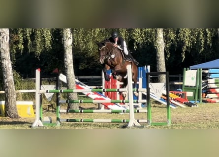 Duits sportpaard, Ruin, 12 Jaar, 170 cm, Bruin