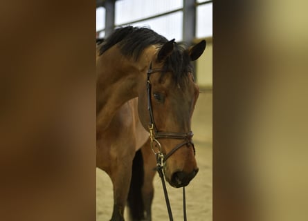 Duits sportpaard, Ruin, 13 Jaar, 167 cm, Bruin