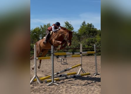 Duits sportpaard, Ruin, 13 Jaar, 168 cm, Vos