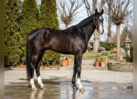 Duits sportpaard, Ruin, 13 Jaar, 171 cm, Donkerbruin