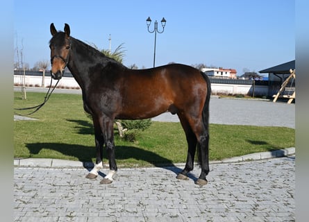 Duits sportpaard, Ruin, 14 Jaar, 168 cm, Bruin