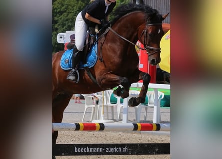 Duits sportpaard, Ruin, 17 Jaar, 172 cm, Bruin