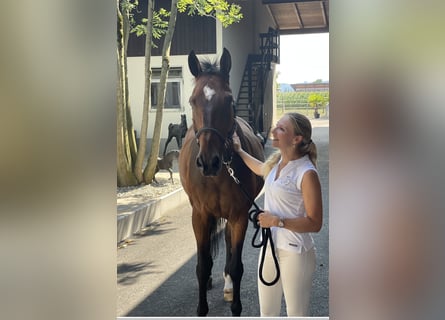 Duits sportpaard, Ruin, 20 Jaar, 164 cm, Bruin