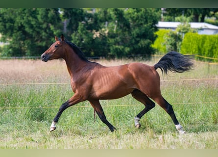 Duits sportpaard, Ruin, 2 Jaar, 160 cm, Bruin