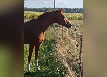 Duits sportpaard, Ruin, 3 Jaar, 158 cm, Vos