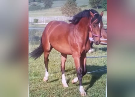 Duits sportpaard, Ruin, 3 Jaar, 161 cm, Bruin