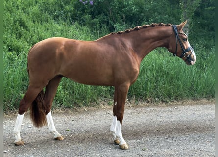 Duits sportpaard, Ruin, 3 Jaar, 162 cm, Vos