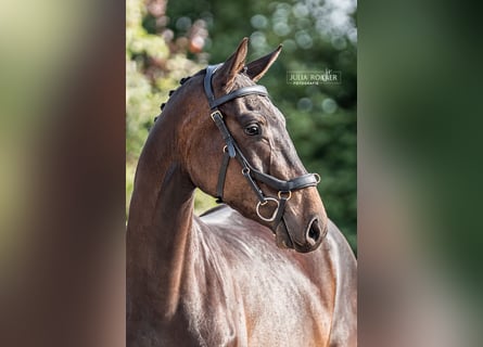 Duits sportpaard, Ruin, 3 Jaar, 164 cm, Donkerbruin