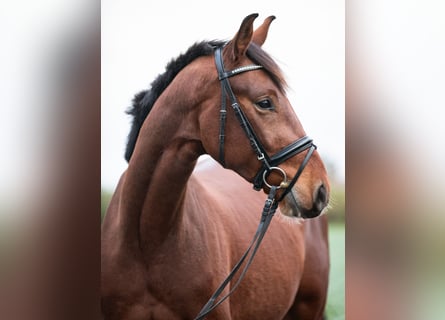 Duits sportpaard, Ruin, 3 Jaar, 166 cm, Brauner