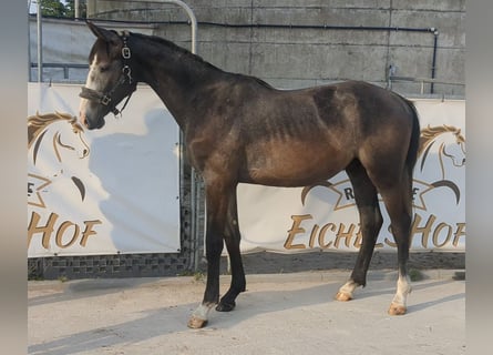 Deutsches Sportpferd, Wallach, 3 Jahre, 167 cm, Schimmel