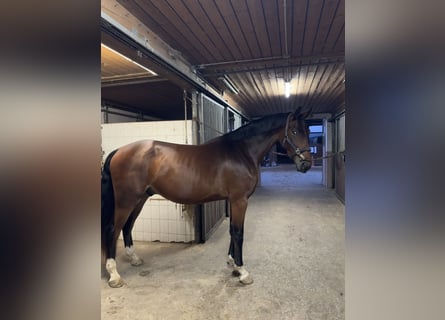 Duits sportpaard, Ruin, 3 Jaar, 170 cm, Bruin