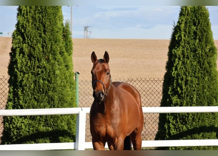 Duits sportpaard, Ruin, 3 Jaar, 172 cm, Brauner