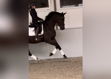 Duits sportpaard, Ruin, 3 Jaar, 172 cm, Bruin