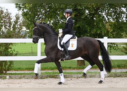 Duits sportpaard, Ruin, 3 Jaar, 173 cm, Zwartbruin