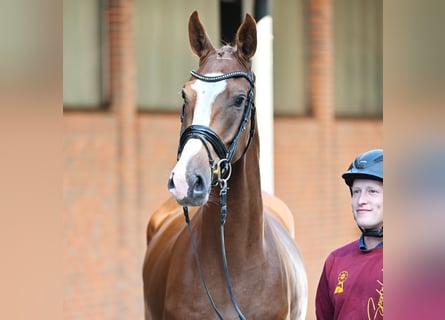 Duits sportpaard, Ruin, 3 Jaar, 174 cm, Vos