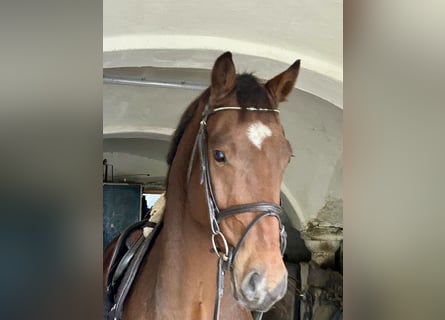 Duits sportpaard, Ruin, 4 Jaar, 160 cm, Bruin