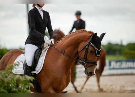 Duits sportpaard, Ruin, 4 Jaar, 160 cm, Vos