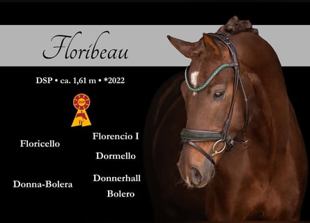 Duits sportpaard, Ruin, 4 Jaar, 161 cm, Donkere-vos