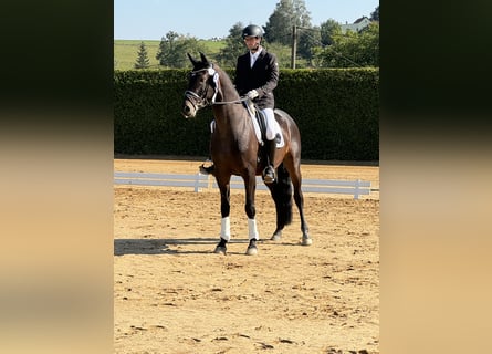 Duits sportpaard, Ruin, 4 Jaar, 163 cm, Bruin