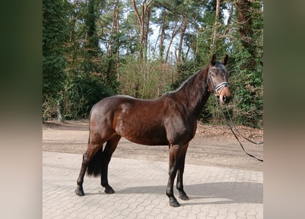 Duits sportpaard, Ruin, 4 Jaar, 163 cm, Bruin