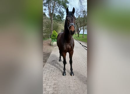 Duits sportpaard, Ruin, 4 Jaar, 163 cm, Donkere-vos