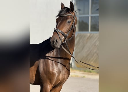 Duits sportpaard, Ruin, 4 Jaar, 164 cm, Donkerbruin