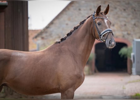 Duits sportpaard, Ruin, 4 Jaar, 165 cm, Donkere-vos