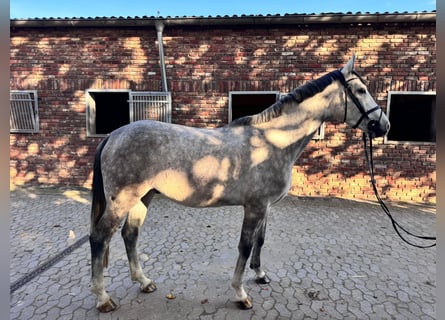 Duits sportpaard, Ruin, 4 Jaar, 165 cm, Schimmel