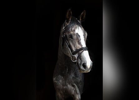 Duits sportpaard, Ruin, 4 Jaar, 165 cm, Schimmel