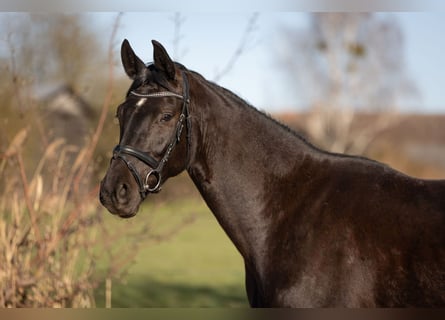 Duits sportpaard, Ruin, 4 Jaar, 165 cm, Zwart