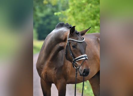 Duits sportpaard, Ruin, 4 Jaar, 166 cm