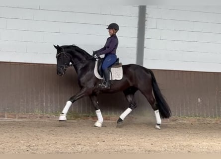 Duits sportpaard, Ruin, 4 Jaar, 166 cm, Zwart