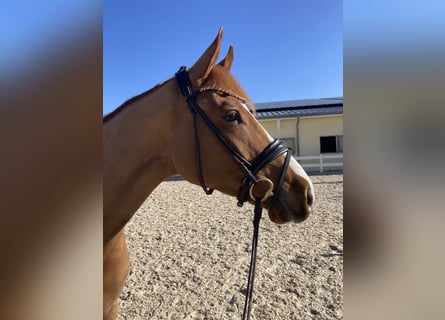 Duits sportpaard, Ruin, 4 Jaar, 167 cm, Donkere-vos
