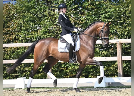 Duits sportpaard, Ruin, 4 Jaar, 168 cm, Bruin