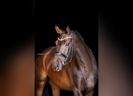 Duits sportpaard, Ruin, 4 Jaar, 168 cm, Donkerbruin