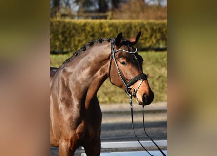 Duits sportpaard, Ruin, 4 Jaar, 168 cm, Donkerbruin