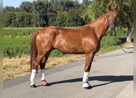 Duits sportpaard, Ruin, 4 Jaar, 168 cm, Vos