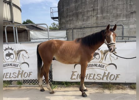 Duits sportpaard, Ruin, 4 Jaar, 168 cm, Vos