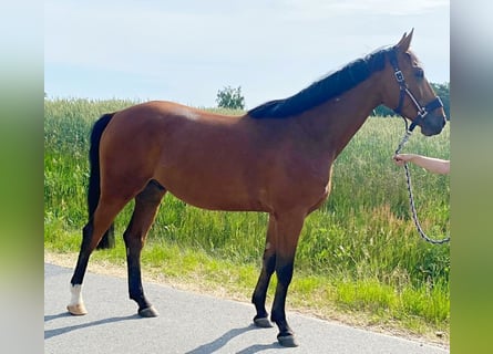 Duits sportpaard, Ruin, 4 Jaar, 169 cm, Lichtbruin