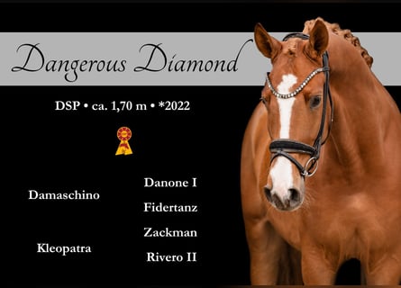 Duits sportpaard, Ruin, 4 Jaar, 169 cm, Vos