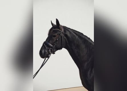 Duits sportpaard, Ruin, 4 Jaar, 169 cm, Zwartschimmel